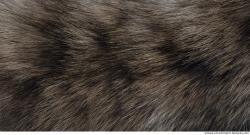 Photo Textures of Animal Skin